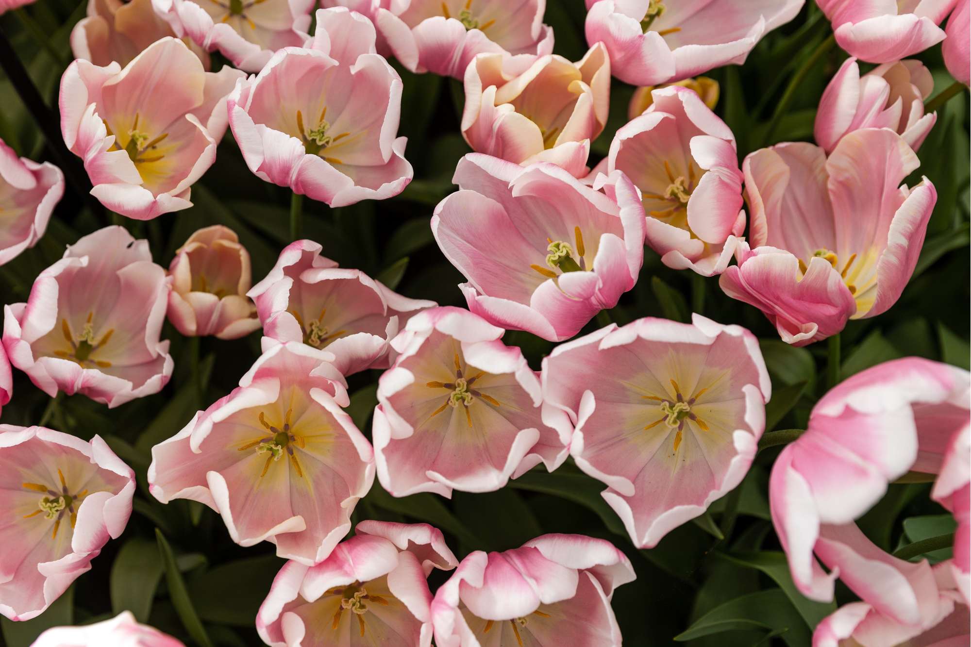 Tulpe 'Mango Charm'